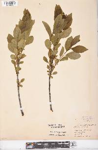 Rhamnus alnifolia image