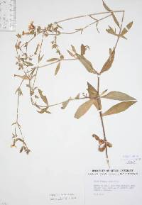 Silene latifolia image