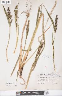 Echinochloa crus-galli var. frumentacea image