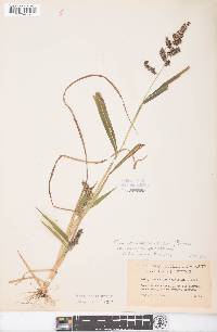 Echinochloa muricata var. microstachya image