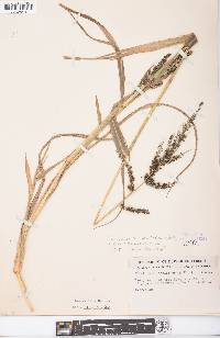 Echinochloa muricata var. microstachya image