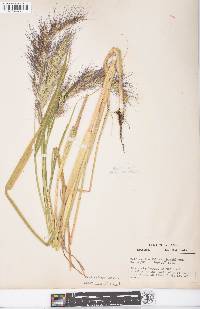 Echinochloa walteri image