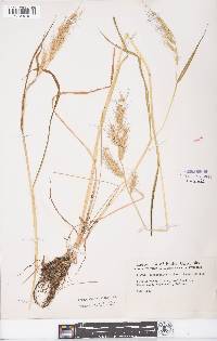 Echinochloa walteri image