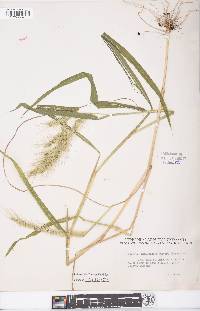 Echinochloa walteri image