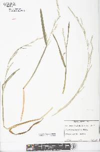 Glyceria septentrionalis image