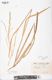 Glyceria septentrionalis image