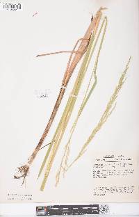 Glyceria septentrionalis image