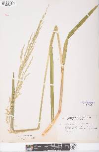 Glyceria septentrionalis image