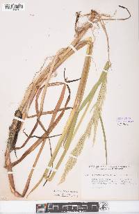 Glyceria septentrionalis image