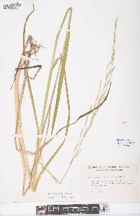 Glyceria septentrionalis image