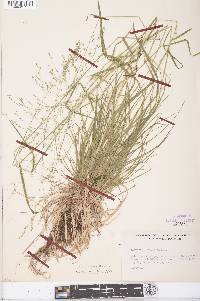 Poa sylvestris image