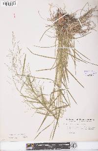 Poa sylvestris image