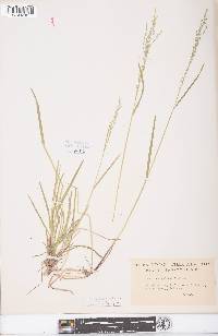 Poa sylvestris image