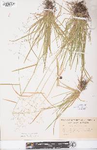 Poa sylvestris image