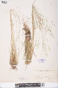 Poa autumnalis image