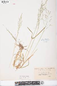 Poa autumnalis image