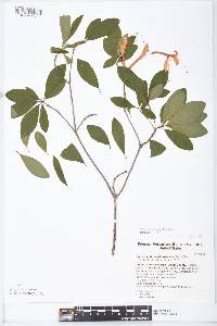 Rhododendron arborescens image