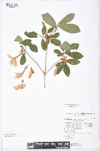 Rhododendron arborescens image