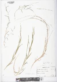 Muhlenbergia schreberi image