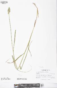 Carex tribuloides var. tribuloides image