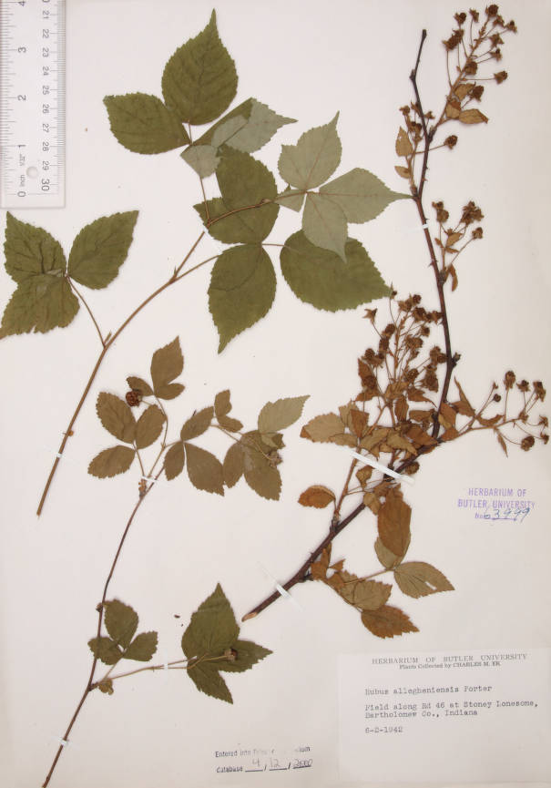 Rubus serratus image