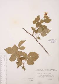 Rubus aboriginum image