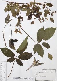 Rubus revealii image