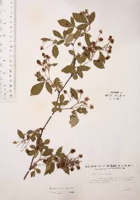 Rubus argutus image