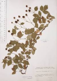 Rubus flagellaris image