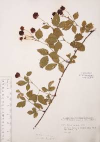 Rubus flagellaris image