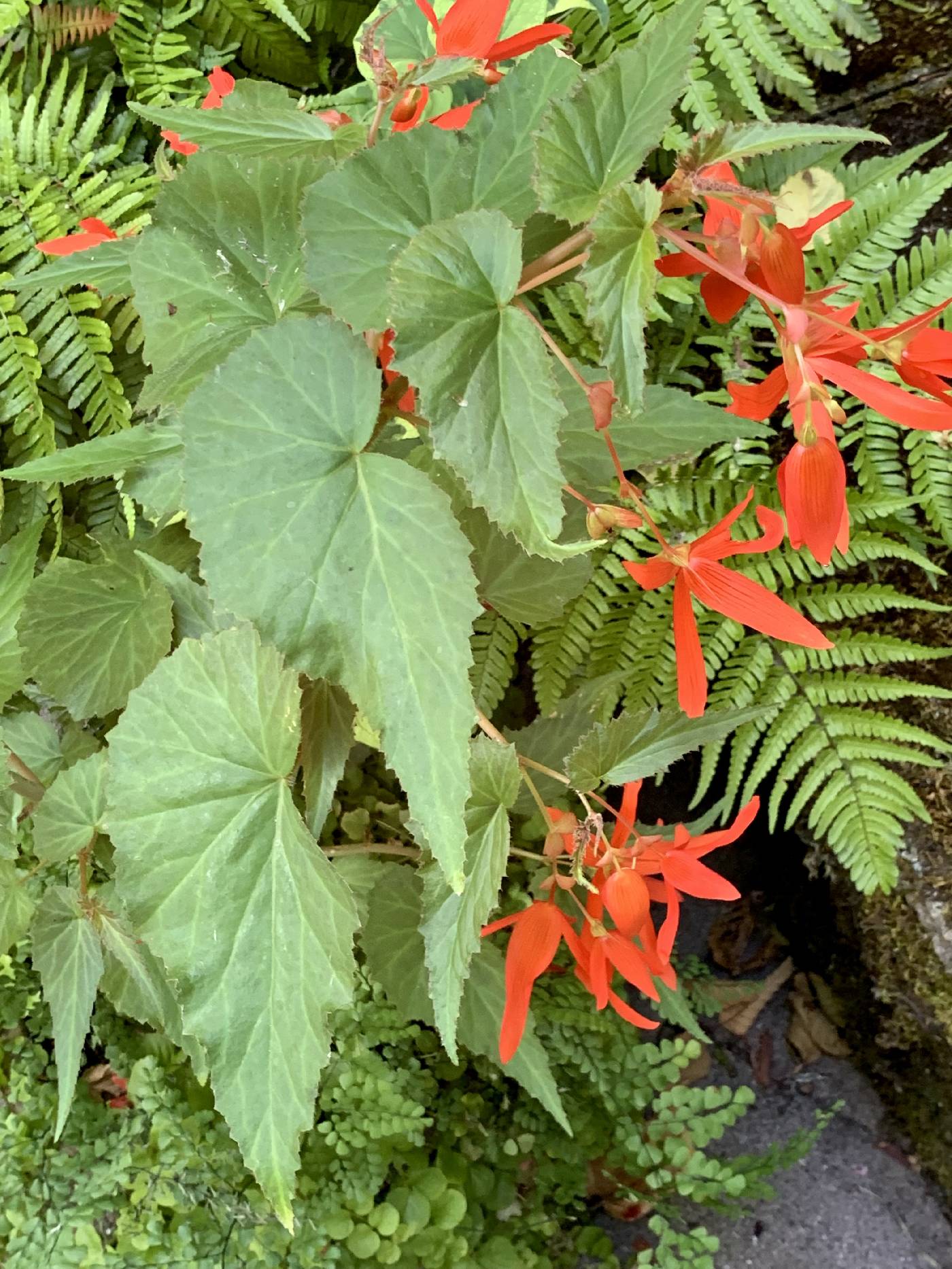 Begonia boliviensis image