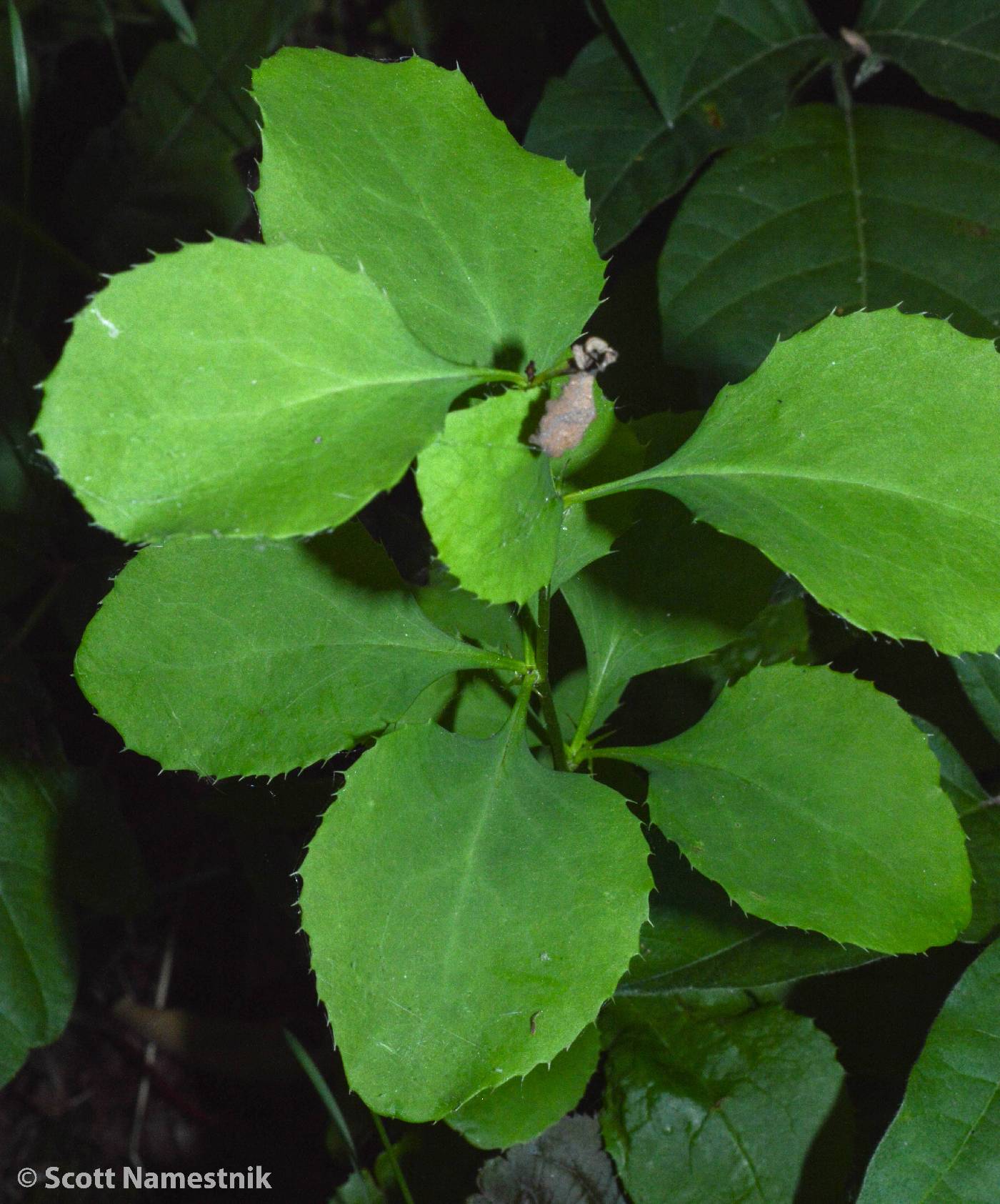 Berberis canadensis image