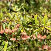 Berberis gagnepainii image