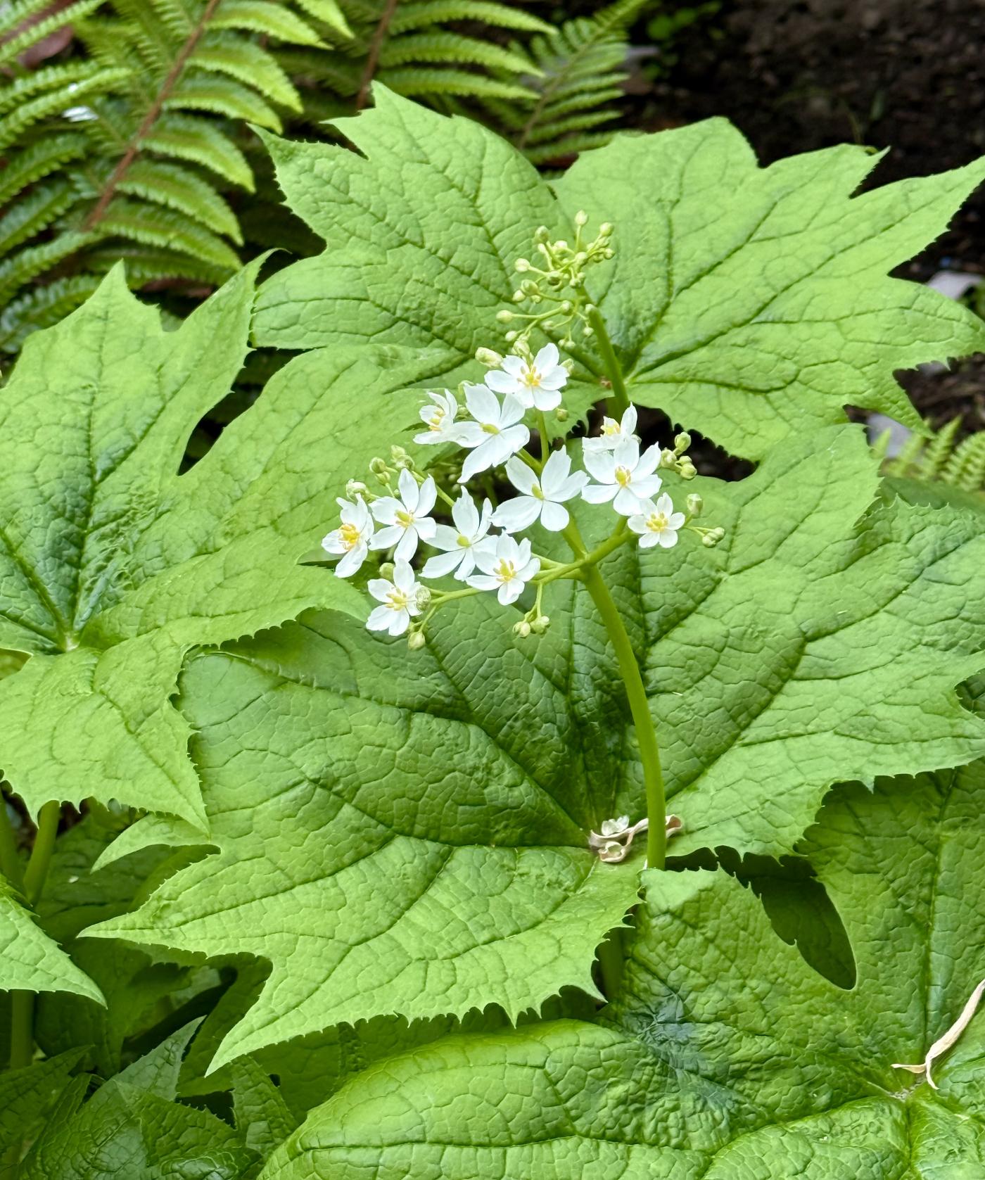 Diphylleia cymosa image