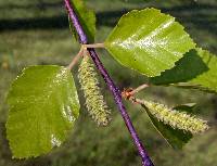 Image of Betula nigra