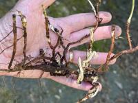 Alnus rubra image