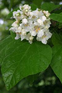 Catalpa speciosa image