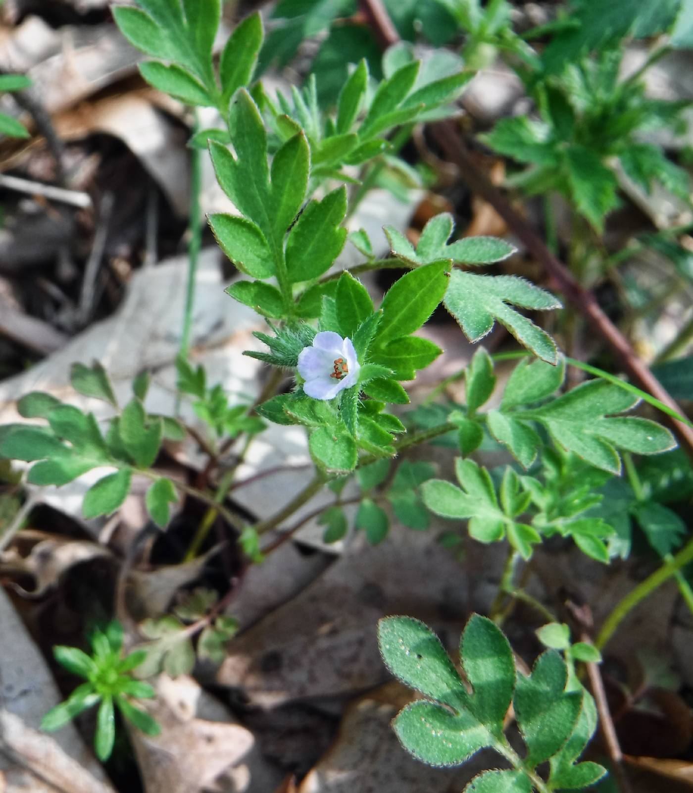 Phacelia covillei image