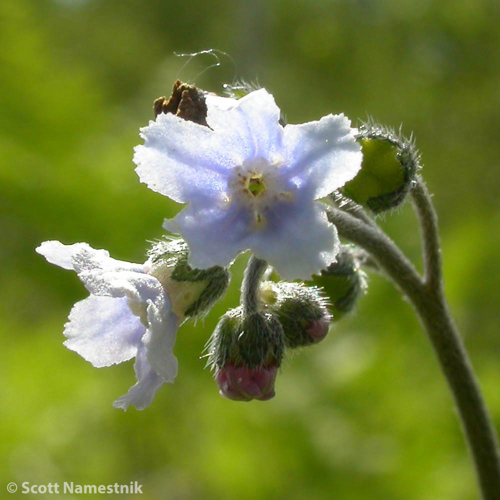 Cynoglossum virginianum var. boreale image