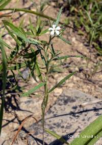 Heliotropium tenellum image