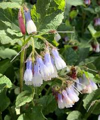 Symphytum grandiflorum image