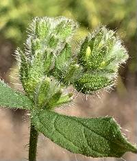 Pentaglottis sempervirens image