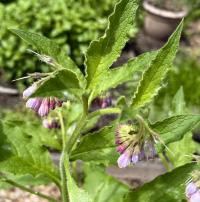 Media resource of Symphytum × uplandicum