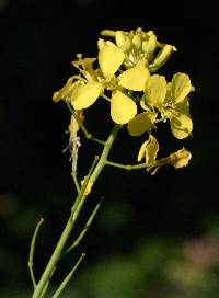 Image of Brassica nigra