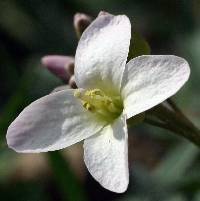 Cardamine concatenata image