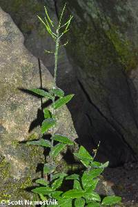 Image of Arabis patens