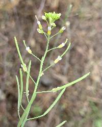 Arabidopsis thaliana image