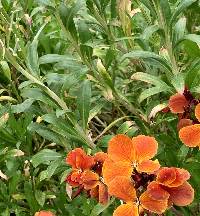 Erysimum cheiri image