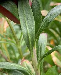 Erysimum cheiri image