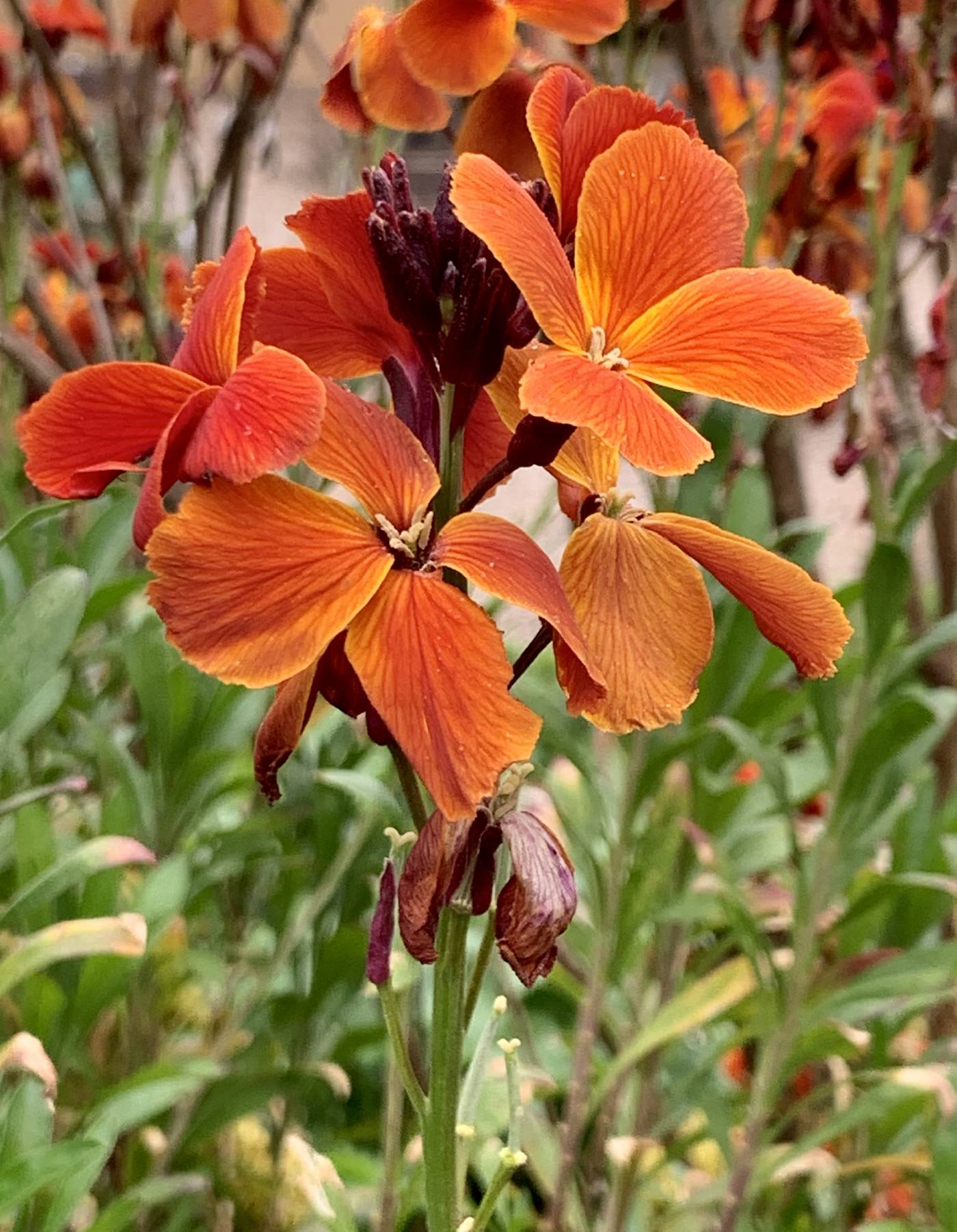 Erysimum cheiri image